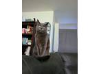 Adopt Roxy a Gray or Blue Chartreux (short coat) cat in Carmichael