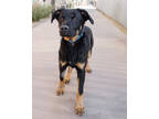 Adopt DeMarco a Black Mixed Breed (Large) / Mixed dog in Palm Springs