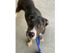 Adopt Nova* a Black Mixed Breed (Medium) / Mixed dog in Baton Rouge