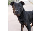 Adopt DeShaun a Black Mixed Breed (Large) / Mixed dog in Palm Springs