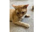 Adopt Garfield a Domestic Shorthair / Mixed (short coat) cat in Lunenburg