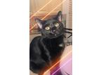 Adopt Jupiter a Black (Mostly) Domestic Shorthair / Mixed (short coat) cat in