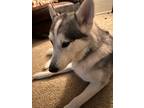 Adopt Echo a White - with Gray or Silver Husky / Mixed dog in Vista