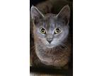 Adopt Holly a Gray or Blue Domestic Shorthair (short coat) cat in