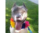 Adopt Juliette a Gray/Silver/Salt & Pepper - with White Pit Bull Terrier / Mixed