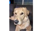 Adopt Buddy a Tan/Yellow/Fawn Golden Retriever / Mixed dog in Corona