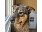 Adopt Holmes a Brown/Chocolate - with Black Jindo / Shepherd (Unknown Type) /