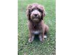 Adopt Carmella a Brown/Chocolate - with White Aussiedoodle / Mixed dog in