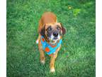 Adopt Luke a Brown/Chocolate Labrador Retriever / Mixed dog in Unionville