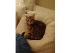 Adopt Basia a Brown or Chocolate Bengal / Mixed (medium coat) cat in Pikeville