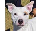 Adopt Sunny a White - with Tan, Yellow or Fawn American Staffordshire Terrier /