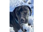 Adopt Dory a Labrador Retriever / Mixed dog in Warrington, PA (41314789)