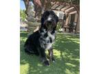 Adopt Cookie a Black - with White Labradoodle / Mixed dog in Temecula