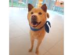 Adopt Tima a Brown/Chocolate Jindo / Mixed dog in Toronto, ON (41112125)