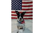 Adopt Darcy a White - with Black Rat Terrier / Mixed dog in Baton Rouge