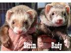 Adopt Rudy, Skrim a Ferret small animal in Phoenix, AZ (41368496)