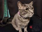 Adopt Willow a Gray or Blue Domestic Shorthair / Mixed (short coat) cat in
