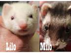 Adopt Lilo & Milo a Ferret small animal in Phoenix, AZ (41368491)