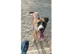 Adopt Langston a Brown/Chocolate - with White Mixed Breed (Medium) / Mixed dog