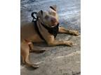 Adopt ziggy a Tan/Yellow/Fawn American Pit Bull Terrier / Mixed dog in Phoenix
