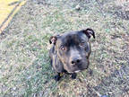 Adopt Ty a Black Mixed Breed (Large) / Mixed dog in Oshkosh, WI (39178890)