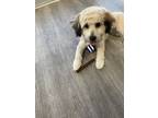 Adopt Mochi a Tricolor (Tan/Brown & Black & White) Maltipoo / Mixed dog in