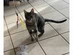 Adopt Gunner a Gray, Blue or Silver Tabby American Shorthair / Mixed (short