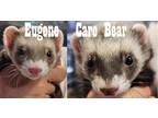 Adopt Eugene & Care Bear a Ferret small animal in Phoenix, AZ (41368490)