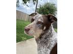 Adopt Lady a White - with Brown or Chocolate Mutt / Mixed dog in Killeen