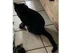 Adopt Merlin a Black (Mostly) American Shorthair / Mixed (short coat) cat in