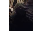 Adopt Mushroom a All Black British Shorthair / Mixed (short coat) cat in El