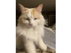 Adopt Pretty Girl a Cream or Ivory Ragdoll / Mixed (long coat) cat in Norwood