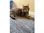 Adopt Heidi a Tan or Fawn Tabby Tabby / Mixed (short coat) cat in Philadelphia