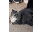 Adopt Ash a Gray or Blue (Mostly) Domestic Longhair / Mixed (long coat) cat in
