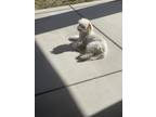 Adopt Archie a White Poodle (Miniature) / Mixed dog in North Las Vegas