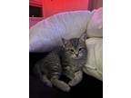 Adopt Precious kitties a Gray, Blue or Silver Tabby American Shorthair / Mixed