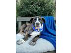 Adopt Maui a Brindle Boxer / Mixed dog in Anza, CA (41368318)