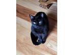 Adopt Shady a All Black American Shorthair / Mixed (short coat) cat in