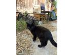Adopt ???? a Black (Mostly) Domestic Shorthair / Mixed (short coat) cat in