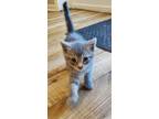 Adopt Peridot (Sparkles Litter) a Domestic Shorthair / Mixed cat in Alexandria