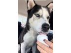Adopt MILO a Black - with White Husky / Mixed dog in Woodland Hills