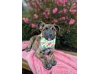 Adopt Lanai a Brindle Boxer / Mixed dog in Anza, CA (41368303)