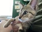 Adopt Pepito a Tiger Striped Domestic Shorthair / Mixed (short coat) cat in San