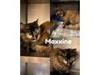 Adopt Maxine a Tortoiseshell Domestic Mediumhair (medium coat) cat in Saint