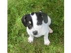 Adopt Oreo~adopted! a White - with Black Chiweenie / Jack Russell Terrier /