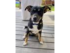 Adopt Poe - Adoption Pending a Black German Shepherd Dog dog in Kelowna