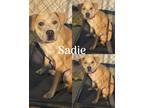 Adopt Sadie a Tan/Yellow/Fawn Pit Bull Terrier / Mixed dog in Saint James