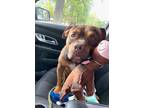 Adopt Finian a American Pit Bull Terrier / Mixed dog in Hampton, VA (36637286)