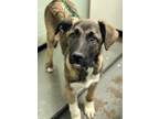 Adopt Conner a Red/Golden/Orange/Chestnut Anatolian Shepherd / Mixed dog in Red