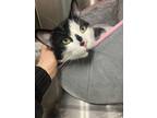 Adopt Buddy a White Domestic Shorthair / Domestic Shorthair / Mixed cat in